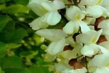 蜜源植物有哪些，不同季節(jié)的蜜源植物不同