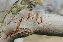 梨樹(shù)蚜蟲(chóng)用什么藥，最開(kāi)始是侵染花序
