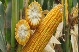 粵甜16號玉米栽培技術(shù)要點(diǎn)，秋植全生育期75~78天