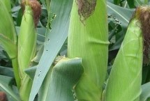 中興11玉米栽培技術(shù)要點(diǎn)，適宜在肥力中上等的地塊種植