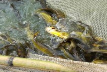 黃顙魚(yú)有沒(méi)有毒，需根據(jù)實(shí)際病情采取針對(duì)性措施