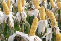 蠡玉45號玉米的特性，秋季平均生育期為98天