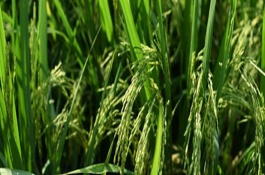 蘇秀8608水稻栽培技術(shù)要點(diǎn)，高抗條紋葉枯病