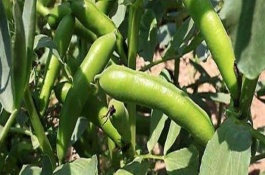 蠶豆要多久才能成熟，不同的地區(qū)種植時間不同