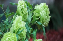 綠牡丹的花語(yǔ)，屬于名貴的牡丹品種
