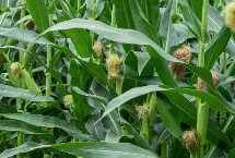 玉米鋤草劑什么時(shí)候打，葉齡達(dá)到3-4葉后做分級(jí)處理