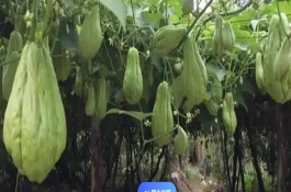 什么時(shí)候種植佛手瓜，在4-5月份種植可提高成活率