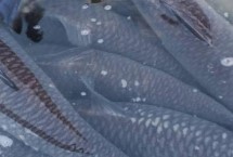 青魚的病害防治，魚塘周圍要有充足且干凈的水源