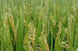 板倉香糯水稻栽培技術(shù)要點，6月15-20日播種