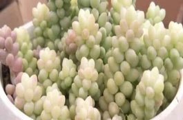多肉玉墜怎么繁殖，適宜生長溫度在20℃左右