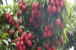 靈山荔枝品種，外皮深紅、果肉較厚、具有較高的可食率