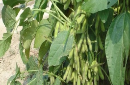 渝豆22大豆栽培技術(shù)要點(diǎn)，加強(qiáng)病蟲(chóng)害防治