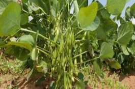濮豆857大豆栽培技術要點，夏播生育期平均103天