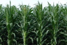 華豐538玉米栽培技術(shù)要點(diǎn)，適宜密度為4500株/畝左右