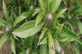 蒼術(shù)一畝地需要多少種苗，用磷酸二胺做底肥為佳