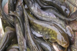 野生鯰魚一般多少斤，體色、胡須和味道均不同