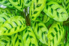 竹芋為什么掉葉子，適宜的生長(zhǎng)溫度在18-30℃