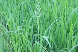 瀘優(yōu)11092水稻栽培技術(shù)要點(diǎn)，秈型三系雜交水稻品種