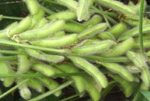 阜豆19大豆栽培技術(shù)要點(diǎn)，全生育期102天左右