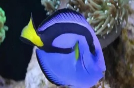 適合新手養(yǎng)的海水魚(yú)品種，每個(gè)月?lián)Q一次水