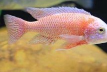 馬鯛魚好不好養(yǎng)，要求較高不易飼養(yǎng)
