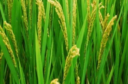 N兩優(yōu)6號(hào)水稻栽培技術(shù)要點(diǎn)，秈型兩系雜交水稻品種