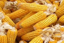 MC8728玉米栽培技術(shù)要點(diǎn)，適宜播種期4月下旬至5月上旬