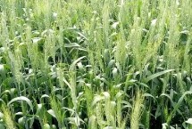 富育麥201小麥栽培技術(shù)要點，每畝適宜基本苗16～18萬