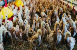 小雞可以吃的食物有哪些，可飼喂煮熟的大米或小米