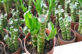 富貴竹種植注意事項(xiàng)，適宜生長的溫度在23℃左右