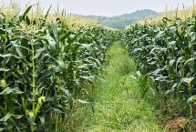 桂單239玉米栽培技術(shù)要點(diǎn)，該品種持綠性好