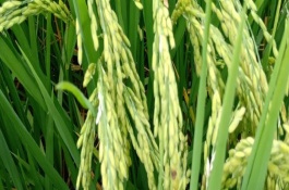 天優(yōu)華占水稻栽培技術(shù)要點，每畝1.2～1.5萬穴