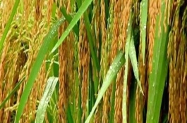 吉粳807水稻栽培技術要點，4月中上旬催芽播種