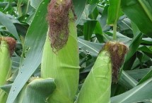 源育305玉米栽培技術(shù)要點(diǎn)，中抗莖腐病
