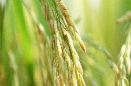 吉洋108水稻栽培技術(shù)要點(diǎn)，每畝有效穗數(shù)26.2萬穗