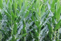 TL001玉米栽培技術(shù)要點，中抗絲黑穗病7.3%MR