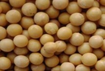 黑龍江黑河的特產，五大連池大豆是當地著名特產