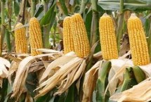 吉爆20玉米栽培技術(shù)要點，適宜播種期4月下旬至5月中旬