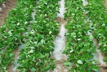 阜豆39大豆栽培技術(shù)要點，生育期98天