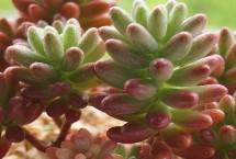 虹之玉錦的主要價(jià)值，水量過(guò)少要增加澆水頻率