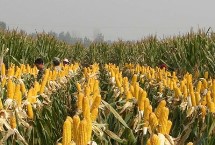金穗319玉米栽培技術(shù)要點(diǎn)，出苗至成熟128天
