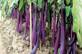 有哪些紫色菜，常見(jiàn)的有茄子、紫甘藍(lán)、洋蔥等