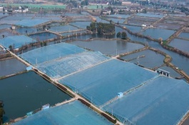 魚塘如何凈化水質(zhì)，呈油綠色、紅褐色的水質(zhì)比較好