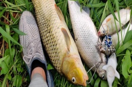 釣鯉魚(yú)是否要用小藥，可以使用素餌