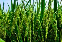 金稻95水稻栽培技術要點，非轉(zhuǎn)基因品種