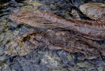 娃娃魚屬于什么動物，長得像魚但卻不是魚