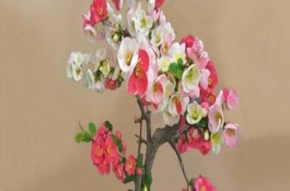海棠花為什么掉花苞，適宜生長在溫暖的環(huán)境中