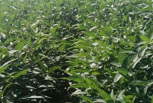 佳豆50大豆栽培技術(shù)要點，在適應(yīng)區(qū)5月上旬播種
