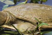 甲魚為何別稱王八，原因是腹部具有特殊紋路