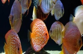 飼養(yǎng)七彩神仙魚用什么燈，大概需要十到十四個(gè)月
